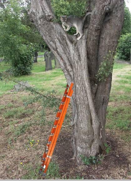 Creation of Clever Dog: Step 2